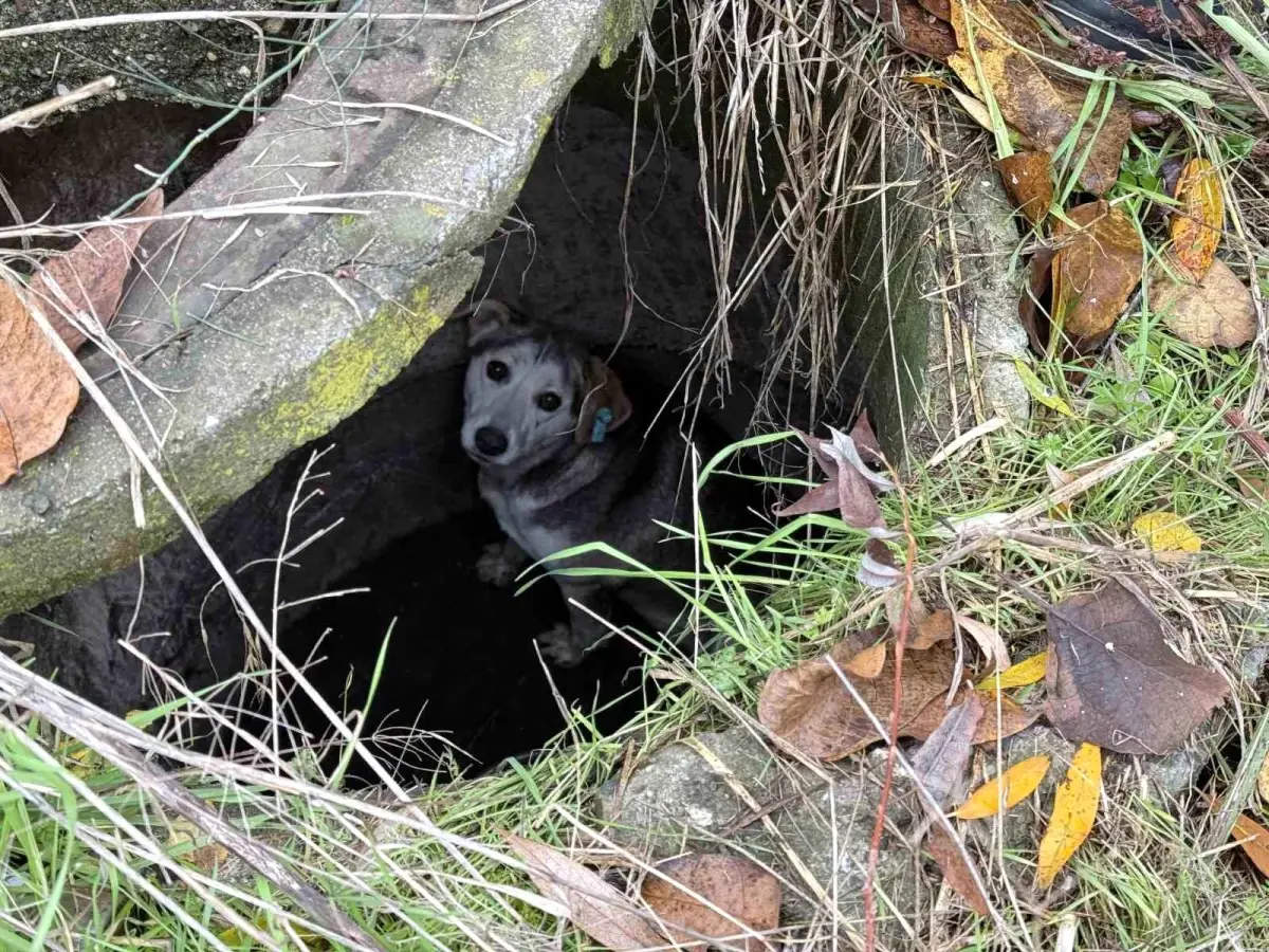 Kuyuya Düşen Sokak Köpeği Kurtarıldı