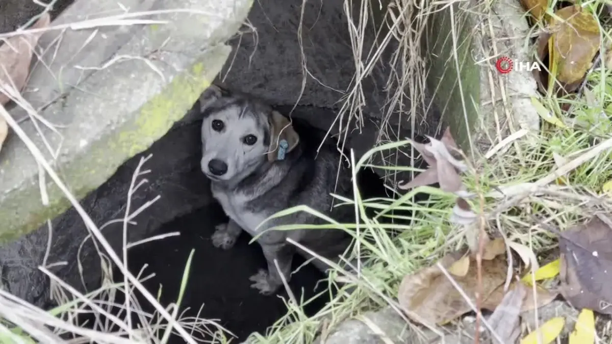 Kuyuya Düşen Köpek Kurtarıldı