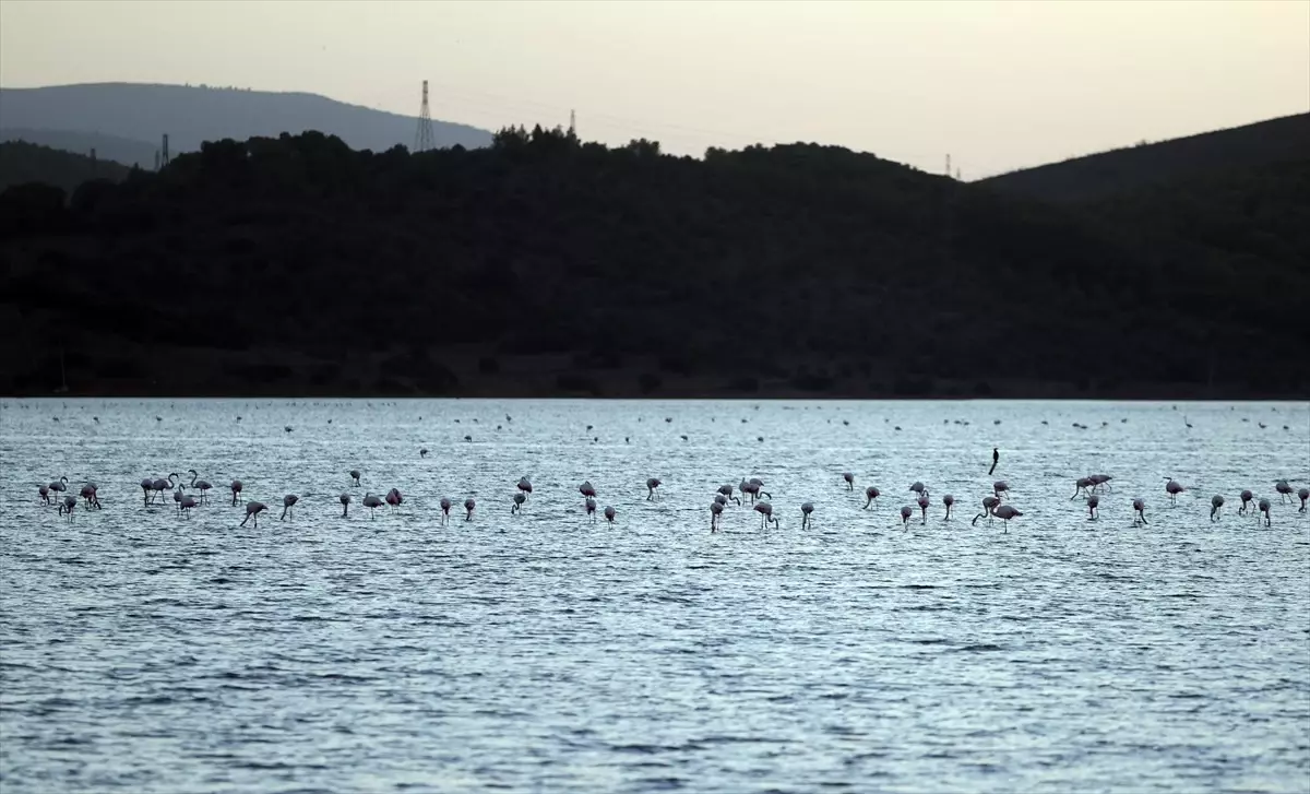 Tuzla Sulak Alanı\'ndaki Göçmen Kuş Yoğunluğu