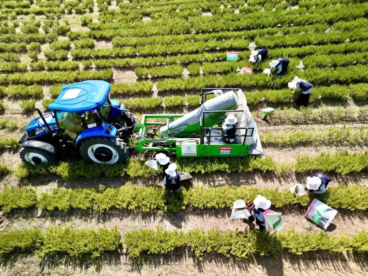 Kocaeli\'de Tıbbi ve Aromatik Bitki Yetiştiriciliği Projesi sezonu tamamlandı