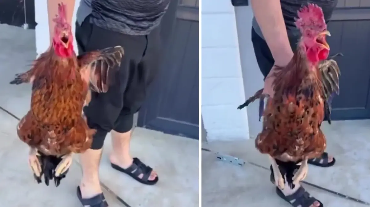 Yakaladığı horoz "anne" diye bağırınca kesmekten vazgeçti