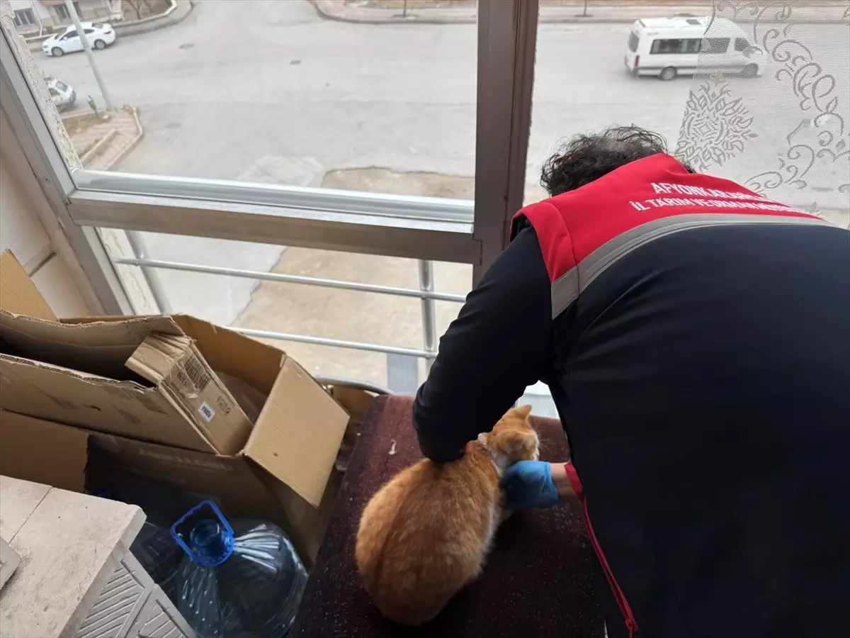 Valilikten Kedi Mamasına Destek