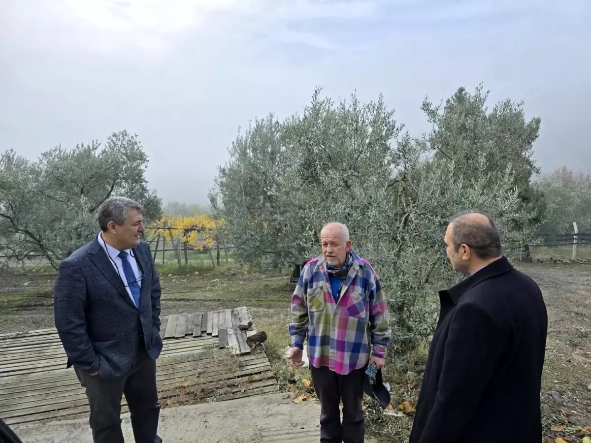 Bayırköy\'deki Asırlık Zeytin Ağaçları Coğrafi İşaretle Koruma Altına Alınacak