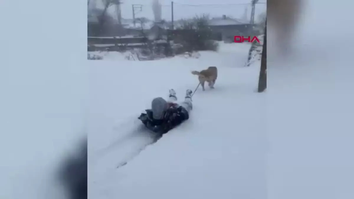 Kangal Köpeğiyle Kayak Eğlencesi