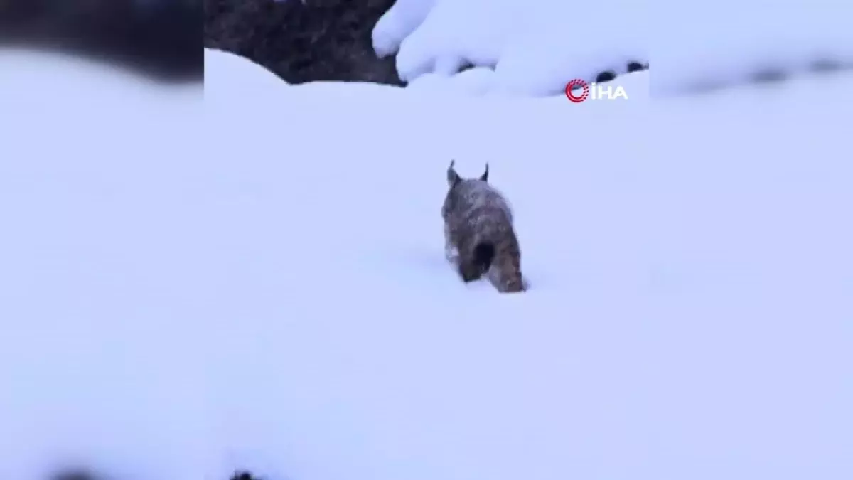 Kırmızı Listedeki Vaşak Görüntülendi