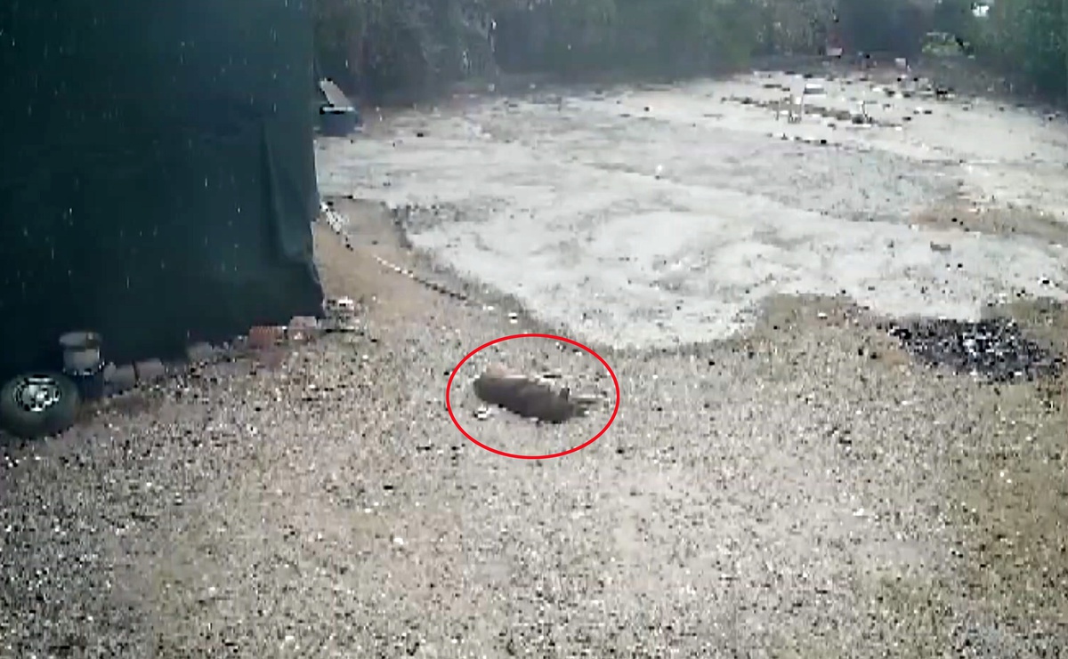 Antalya\'da Komşusu Tarafından Eziyet Edilen Köpek Hayatını Kaybetti