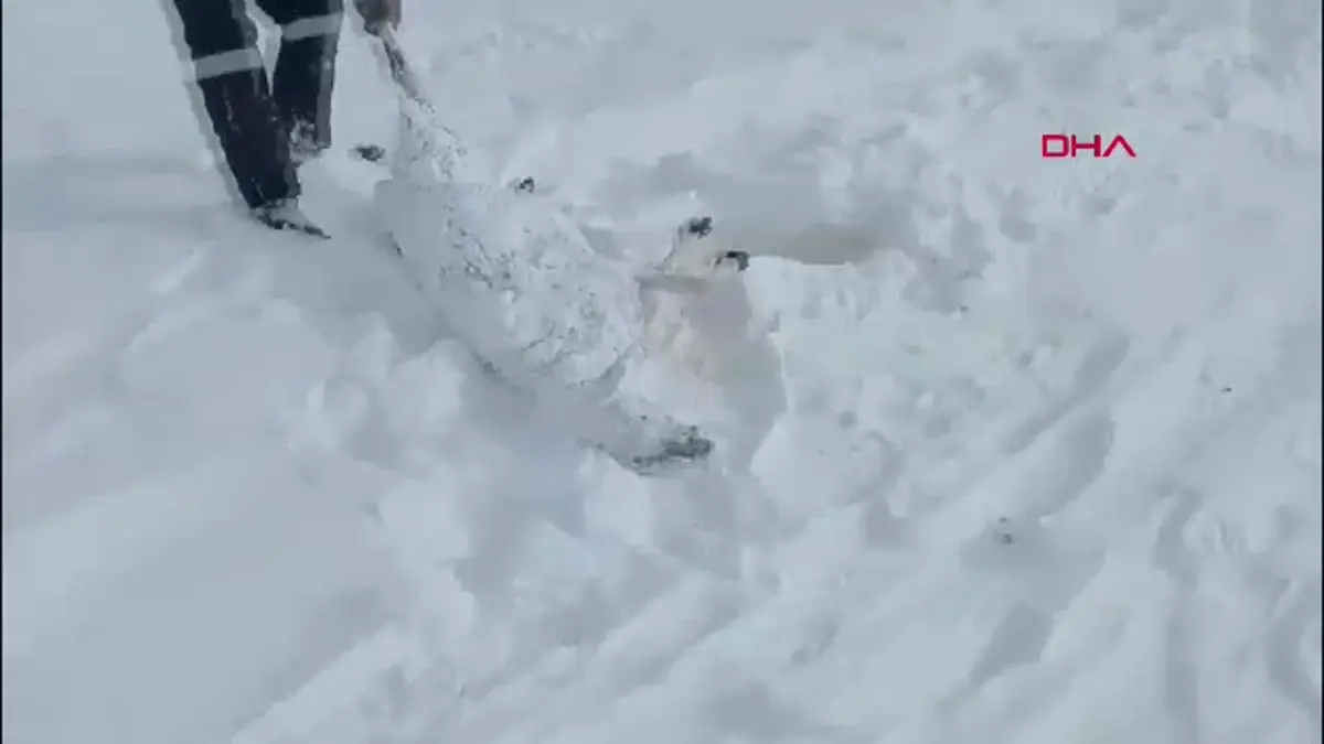 Kangal\'da Şiddetli Tipi Hayvanları ve İki Kardeşi Tehdit Etti