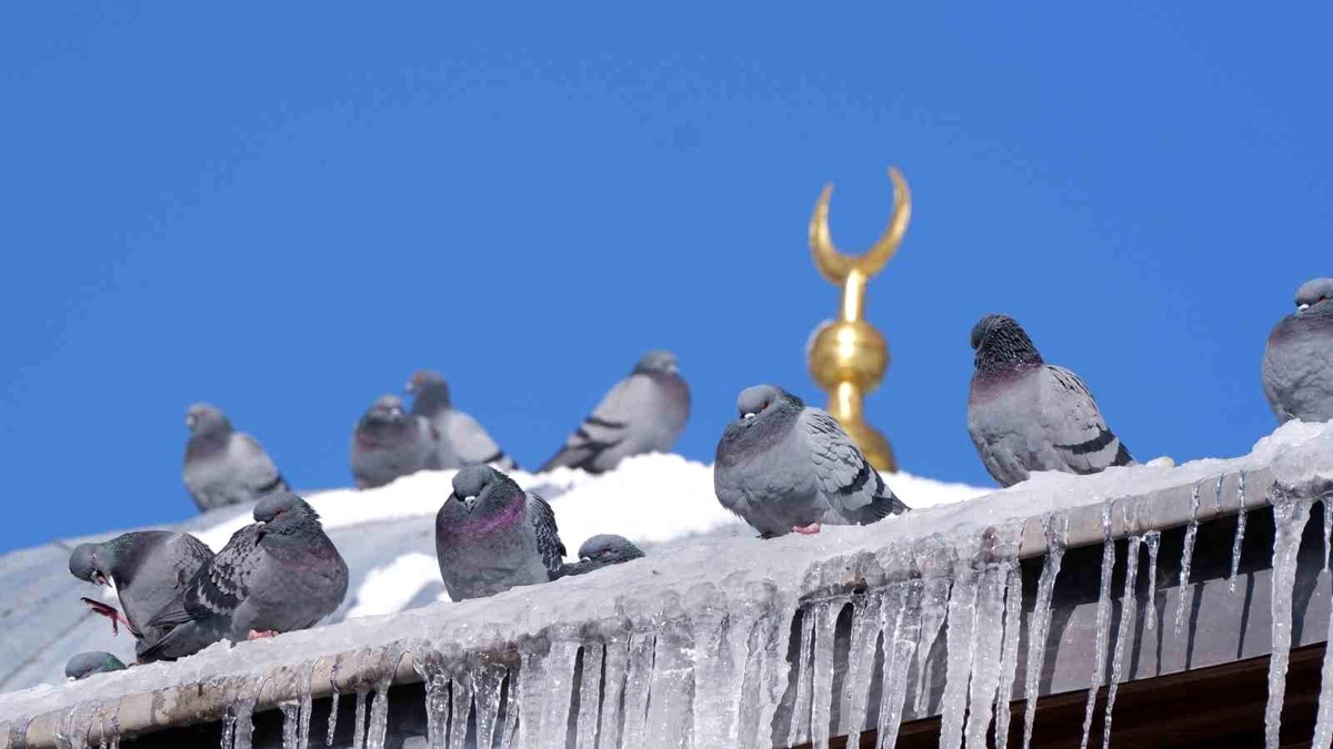 Erzurum\'da Soğuk Hava Etkili