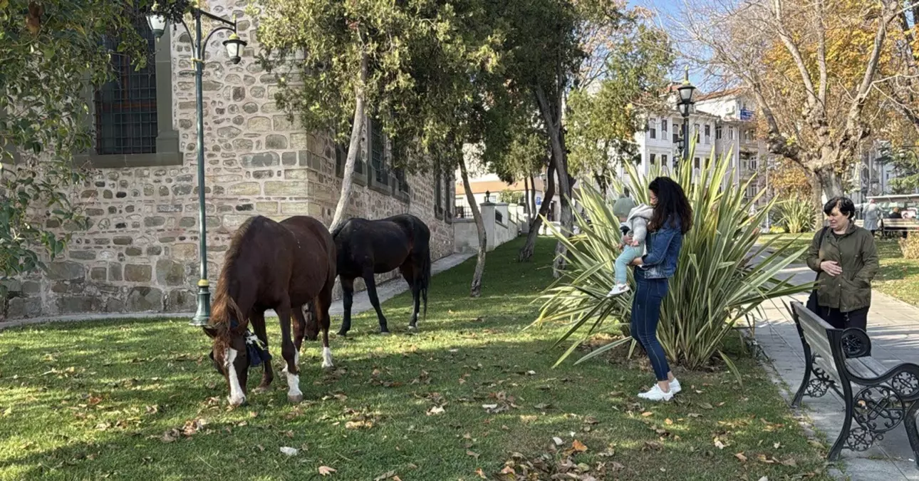 Tekirdağ\'da Başıboş 3 At Kent Merkezine İndi