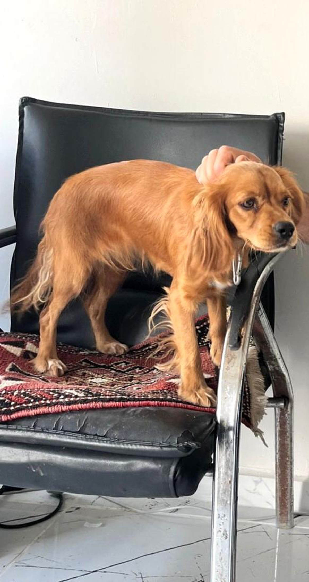 Adıyaman\'da Badem İsimli Köpek Çalındı