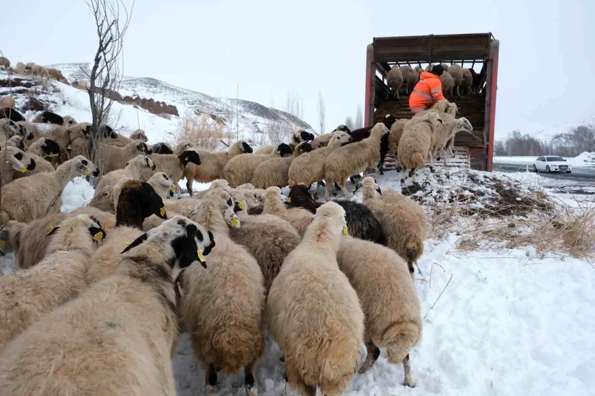 Erzincan\'da Erken Yağan Kar Sürüleri Geri Götürdü