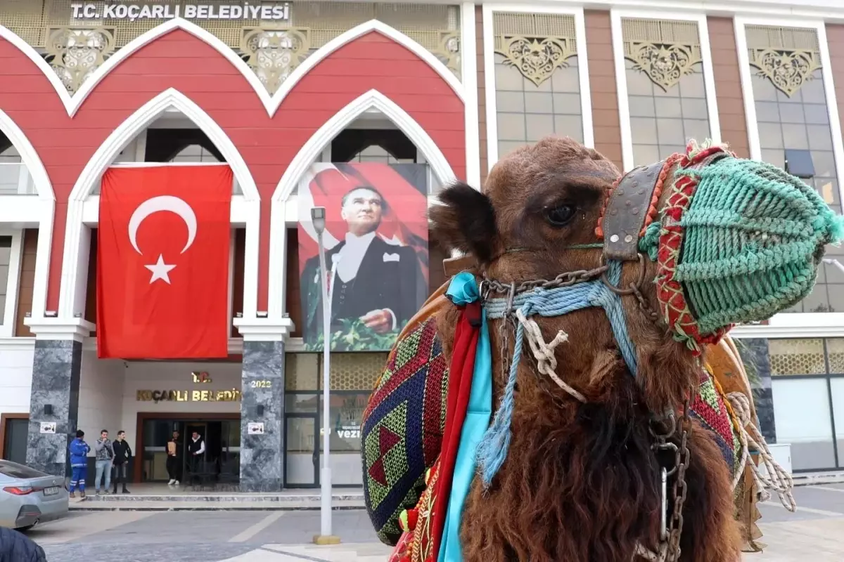 Koçarlı\'da 10. Geleneksel Deve Güreşi Festivali İçin Hazırlıklar Tamamlandı