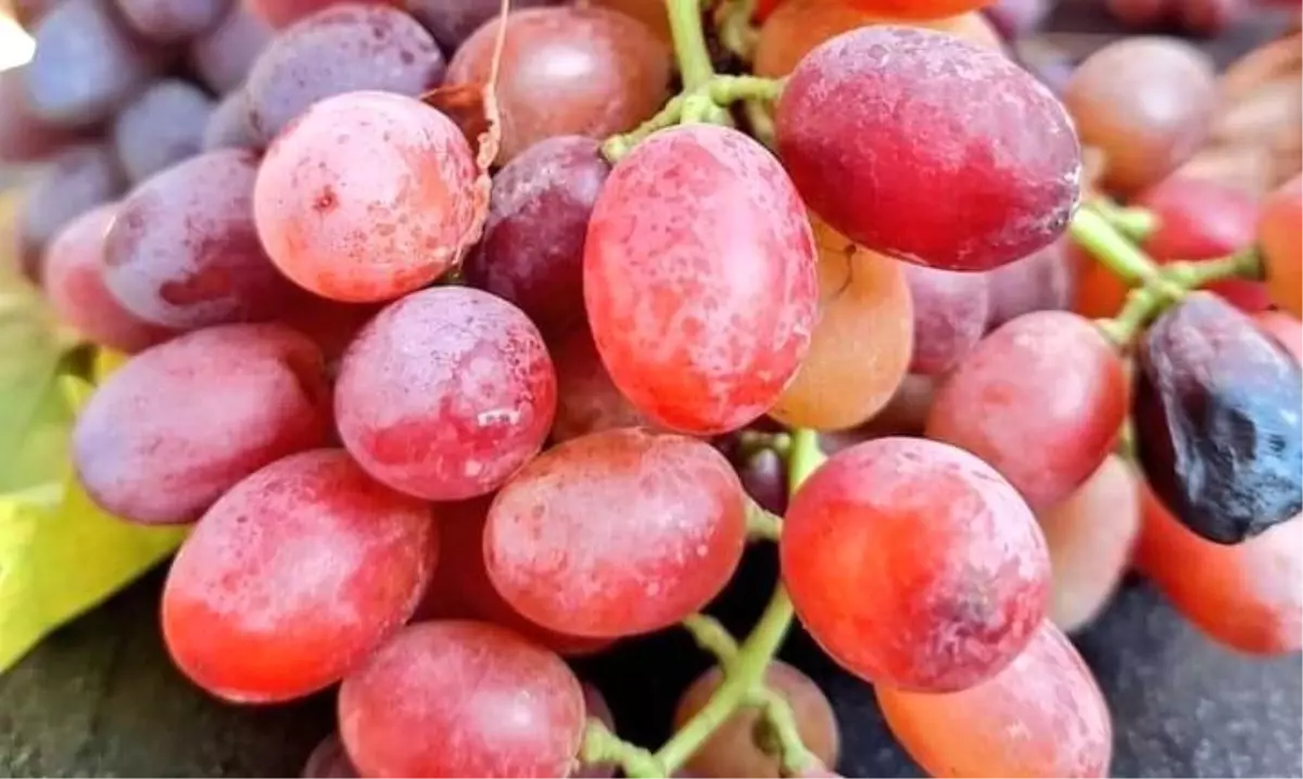 Sarıgöl\'de Üzüm Hasadı Devam Ediyor