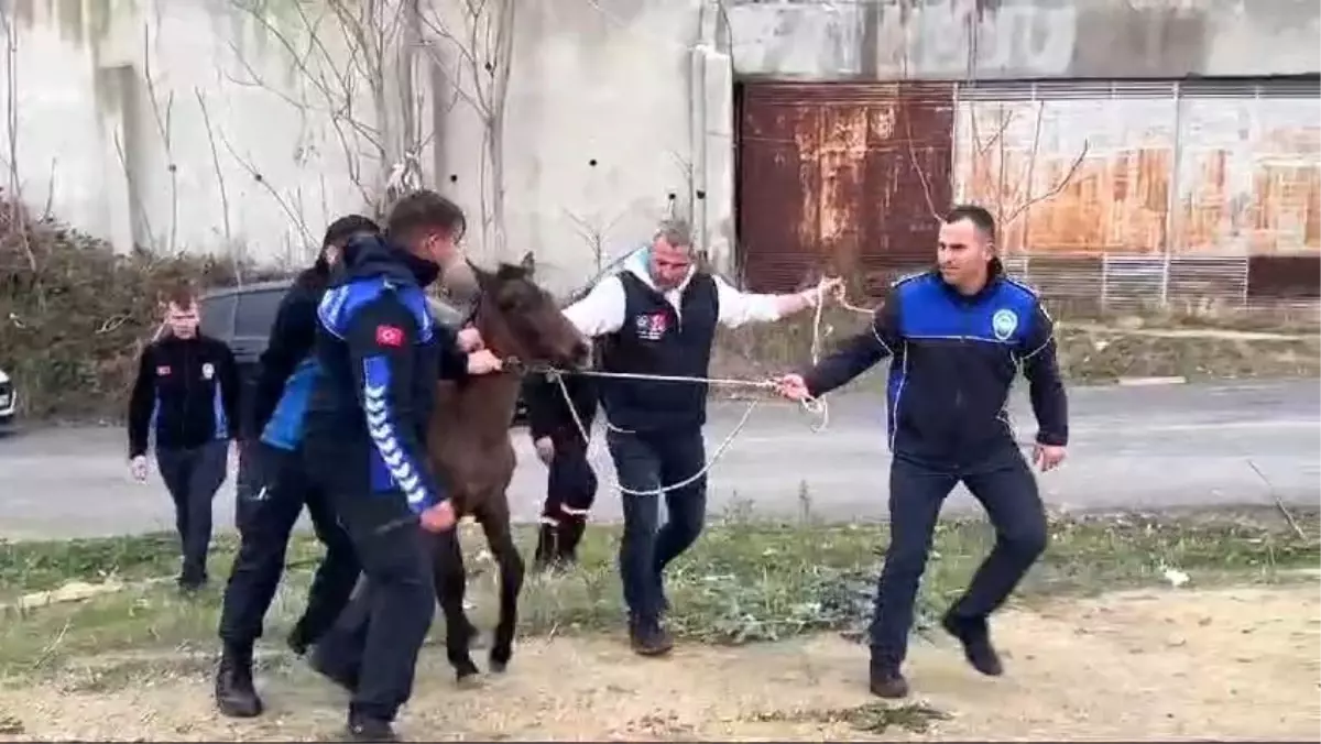 Süleymanpaşa\'da Başıboş Atlar Zabıta Ekiplerince Toplanıyor