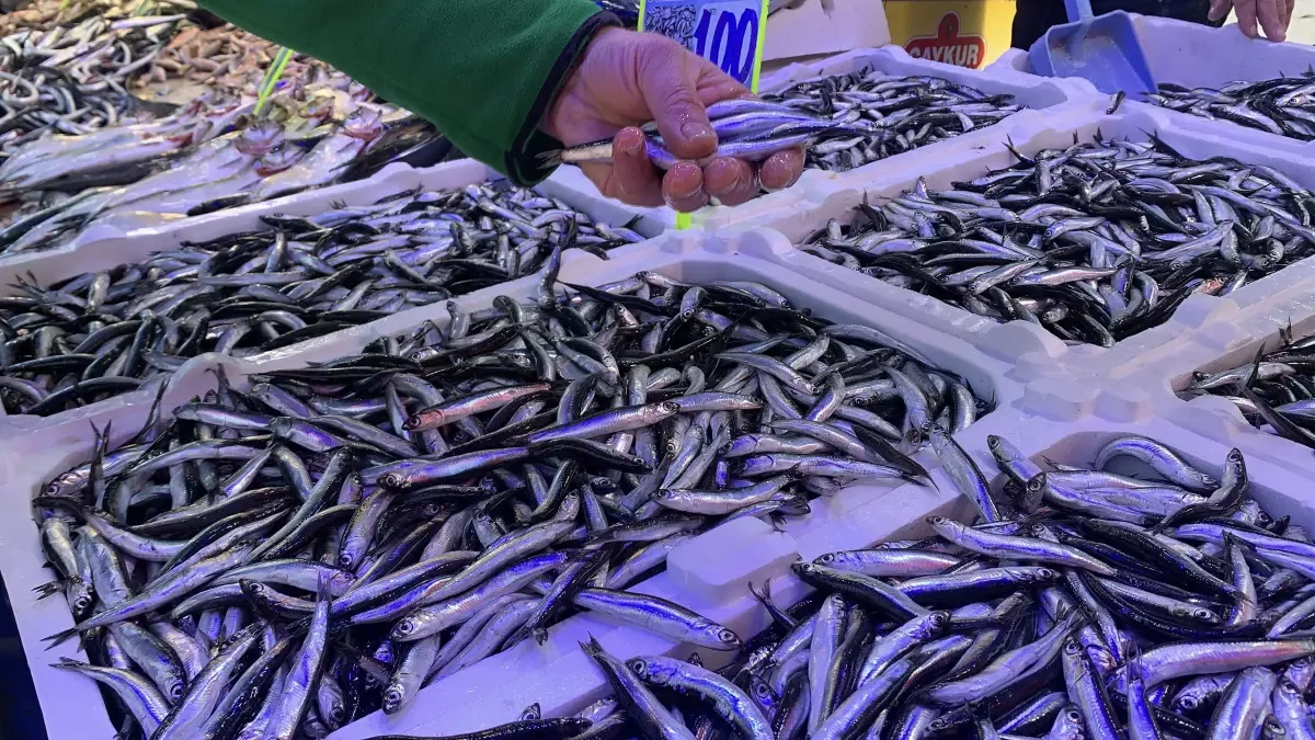 Karadeniz\'de Hamsi Sezonu Başladı: Tezgahlar Şenlendi