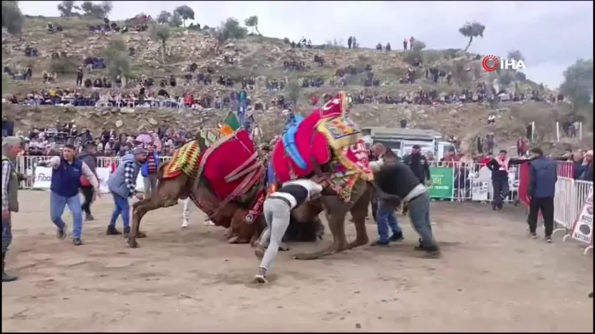 Koçarlı\'da 10. Deve Güreşi Festivali Coşkuyla Gerçekleşti