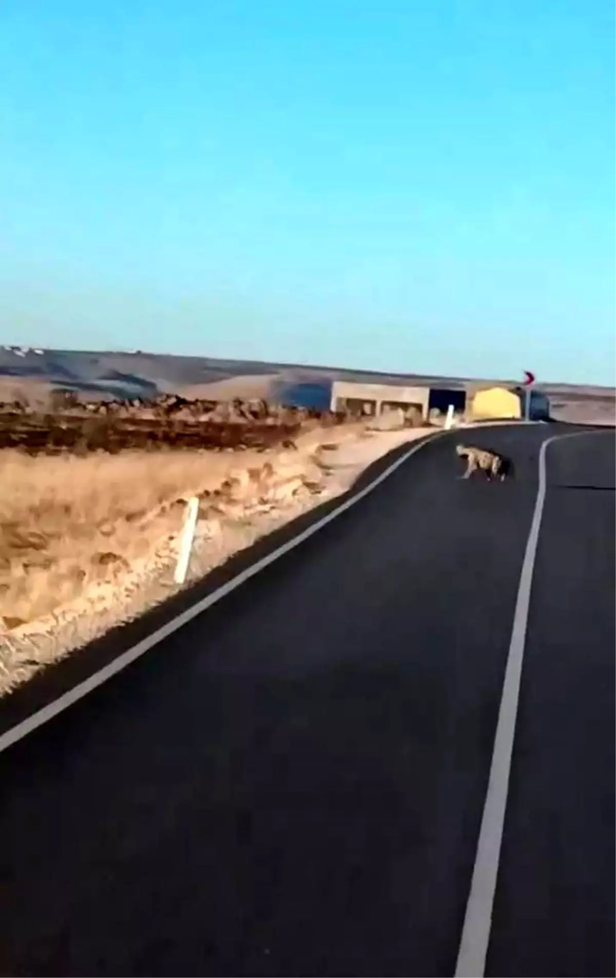 Şanlıurfa\'da Nesli Tükenen Hayvanlar Görüntülendi