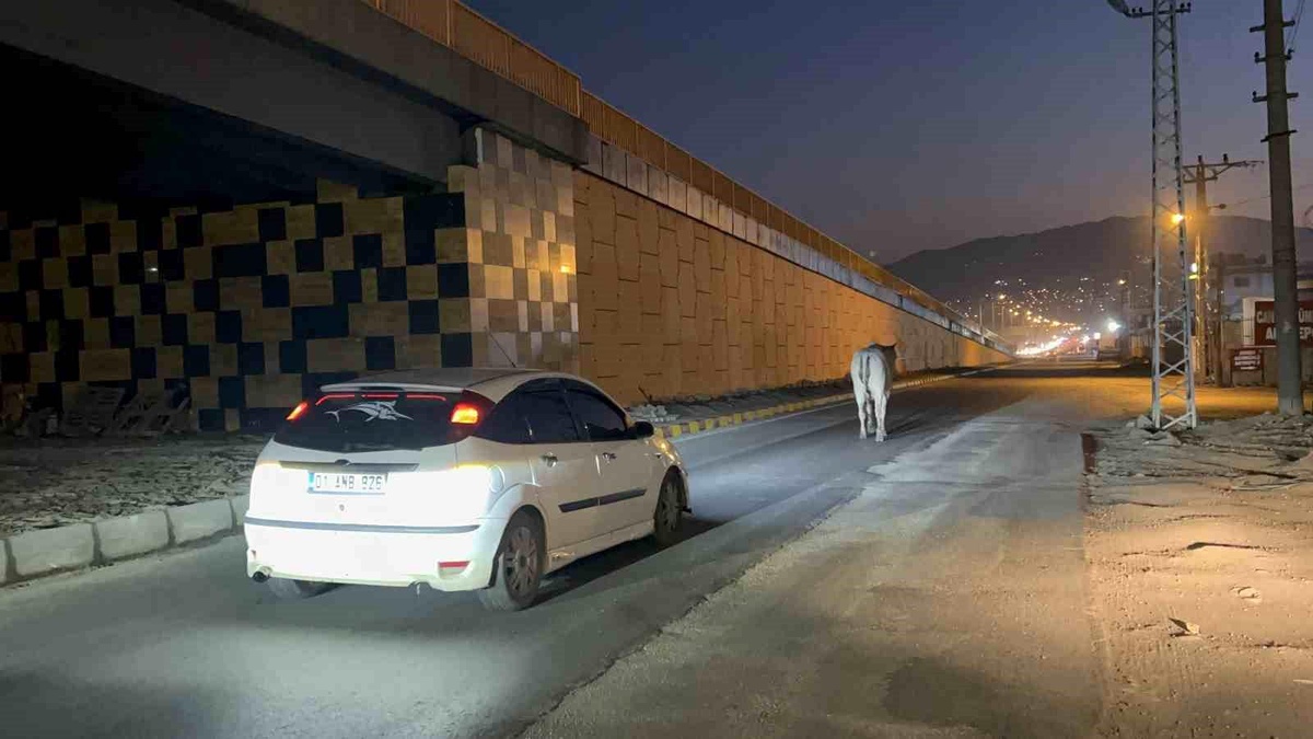 Hatay\'da Firari Angus Şehir Turuna Çıktı