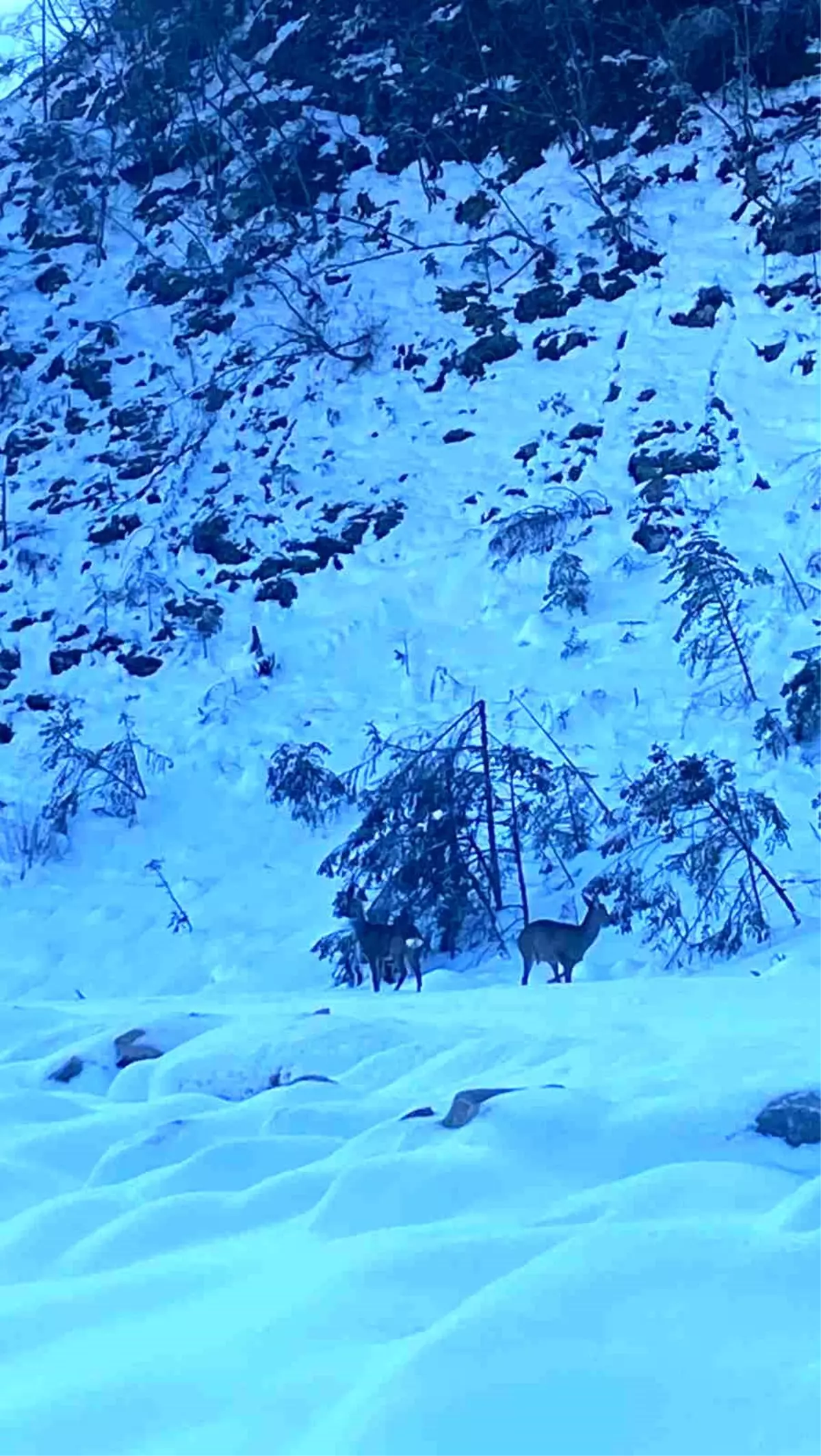 Kastamonu\'da Karacalar Yiyecek Ararken Görüntülendi