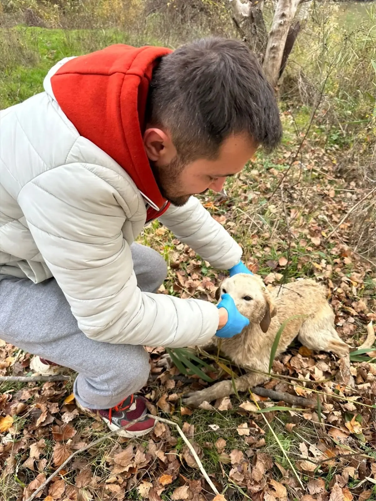 Sakarya Nehri\'nden Köpek Kurtarıldı