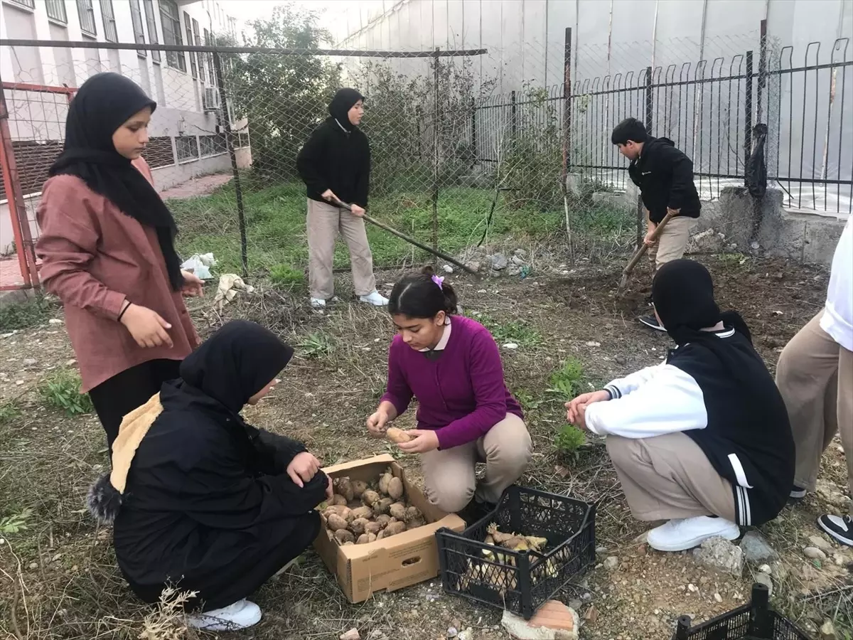 Öğrenciler Patates Tohumu Ekti