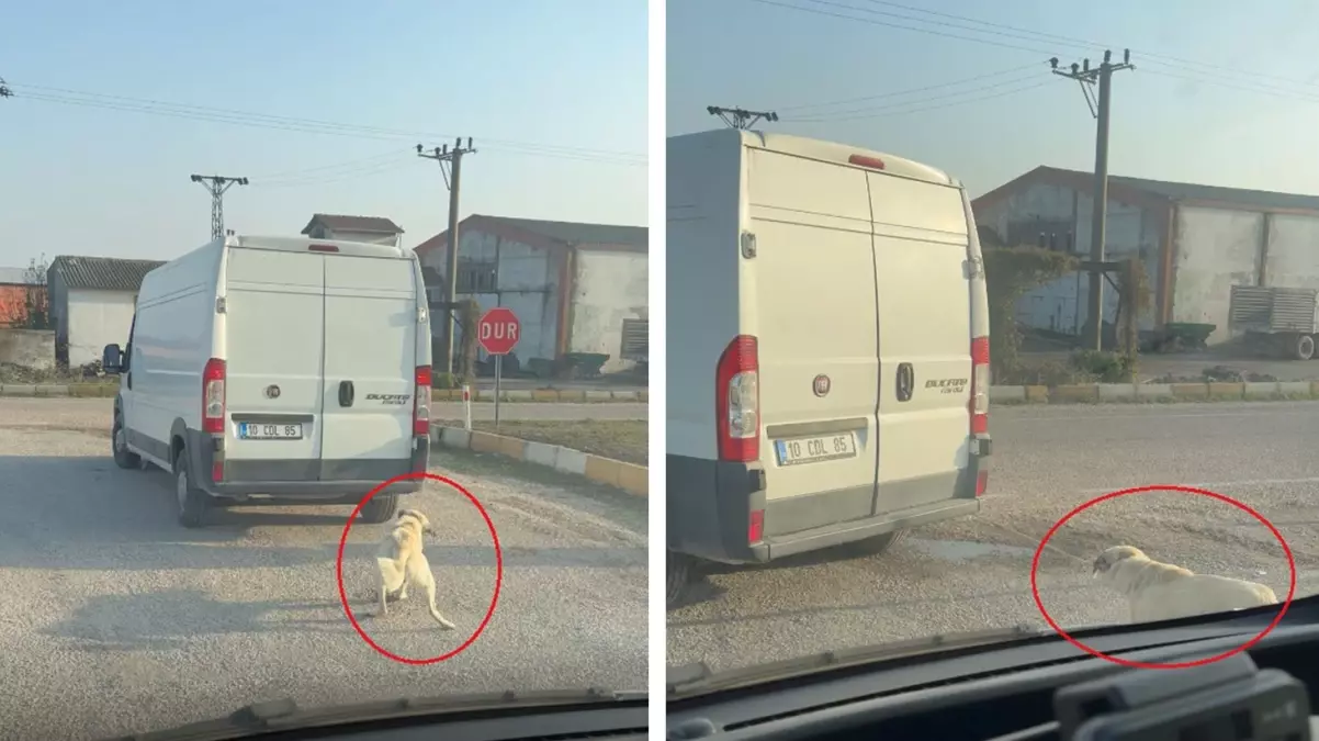 Minibüsün Arkasına İple Bağlanan Köpek, Kameraya Yakalandı