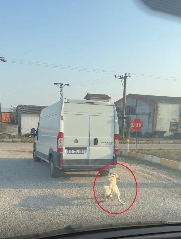 Bunu insan olan yapmaz! Köpeği minibüsün arkasına iple bağlayıp çekti