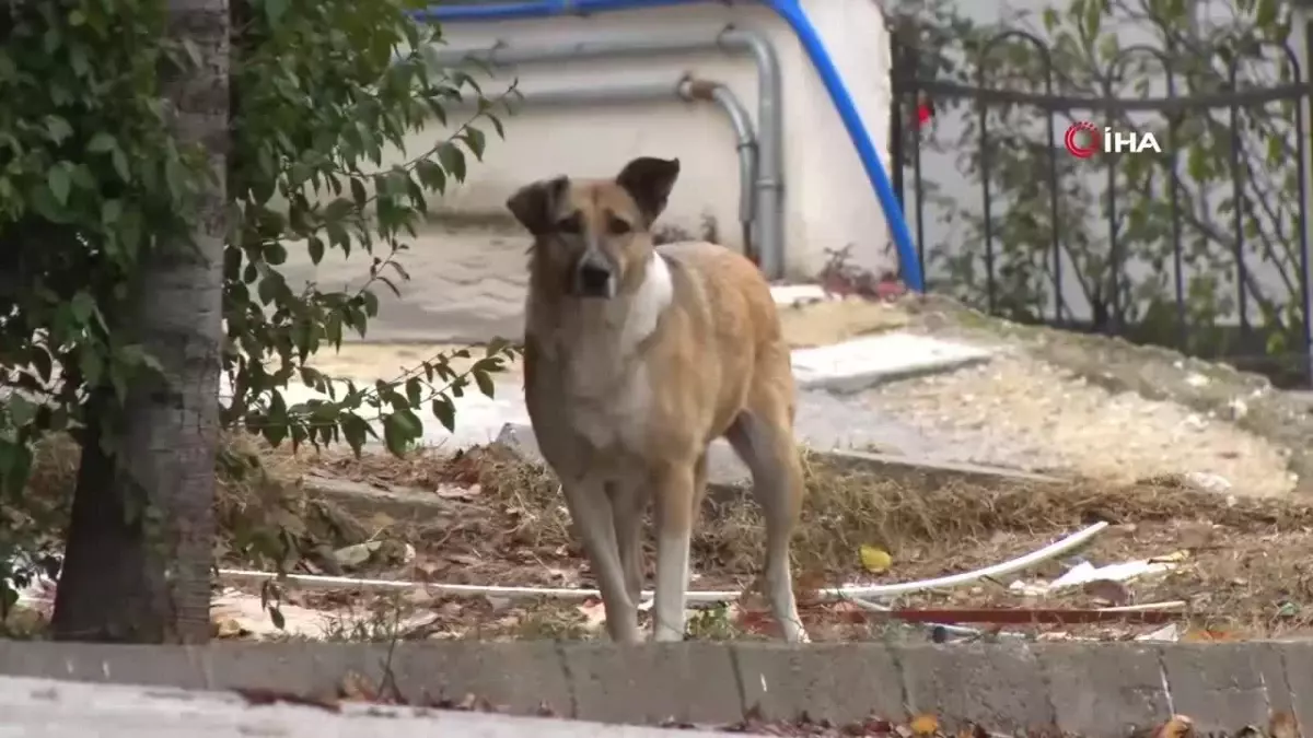 Çankaya\'da Sahipsiz Köpek Sorunu Mahalleliyi Tedirgin Ediyor