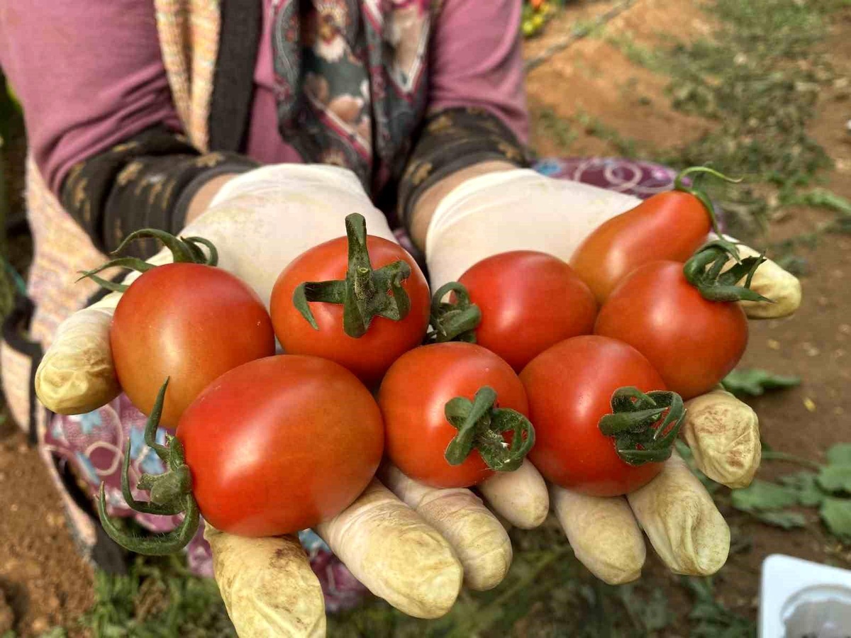 Domates Miktarı Düştü, Fiyatı 218.38 Arttı