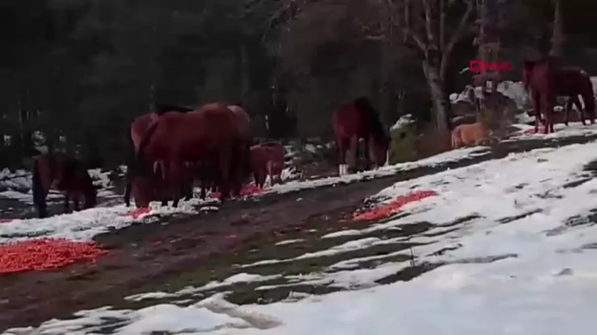 Bolu Belediyesi, Yılkı Atları İçin Yem Bıraktı