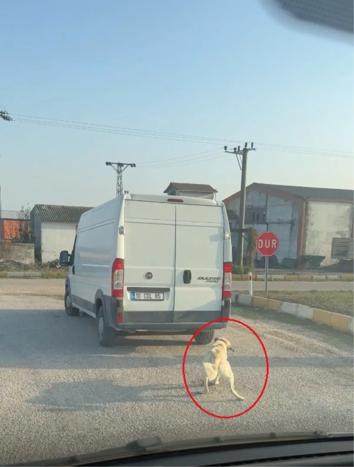 Minibüsle Boynundan Çekilen Köpek Olayı