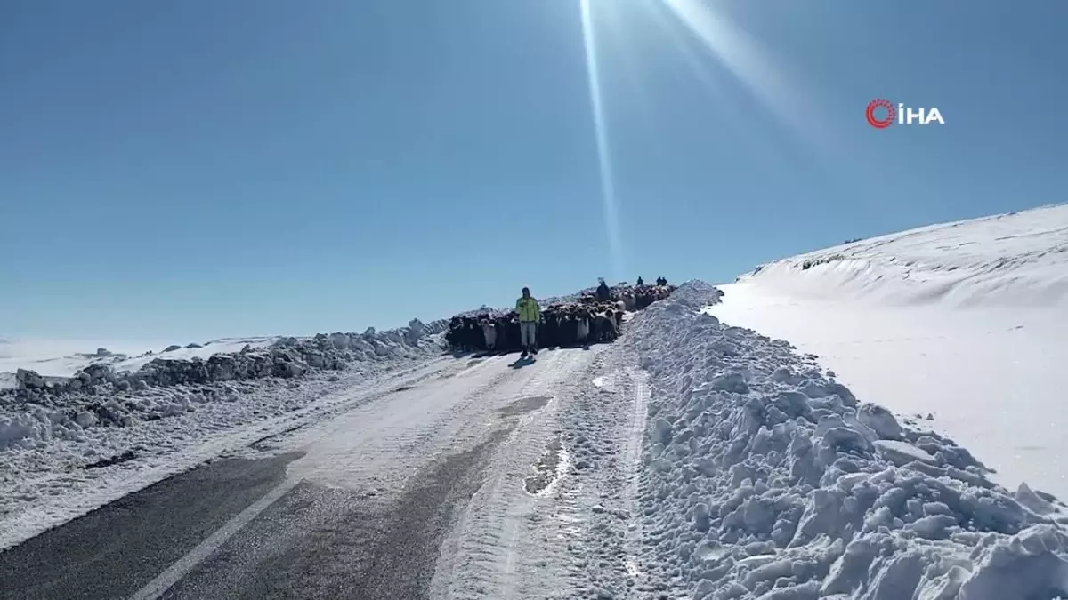 Muş\'ta 2 Bin Koyun Mağdur Oldu