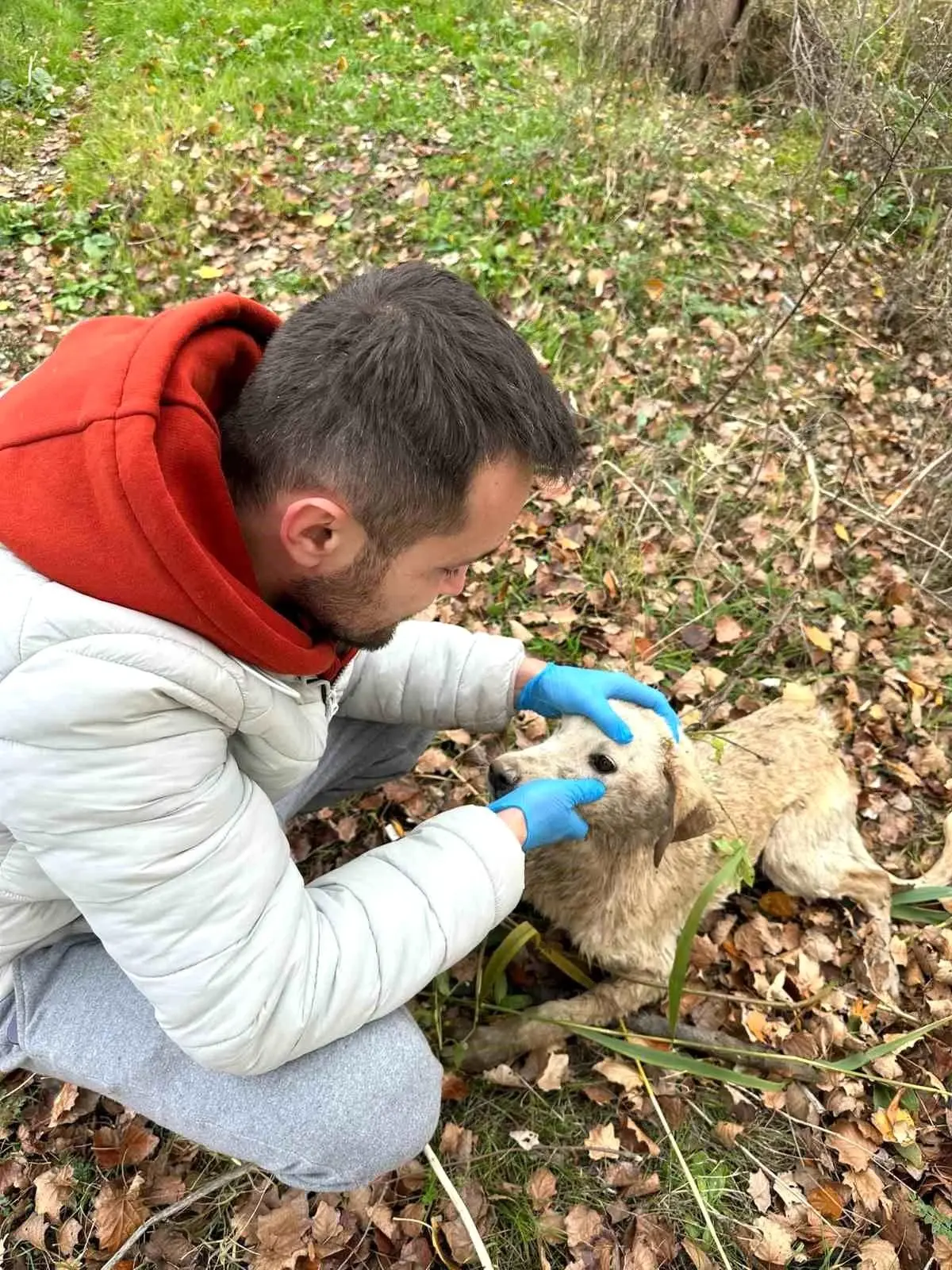 Bilecik\'te Nehre Düşen Köpek Kurtarıldı