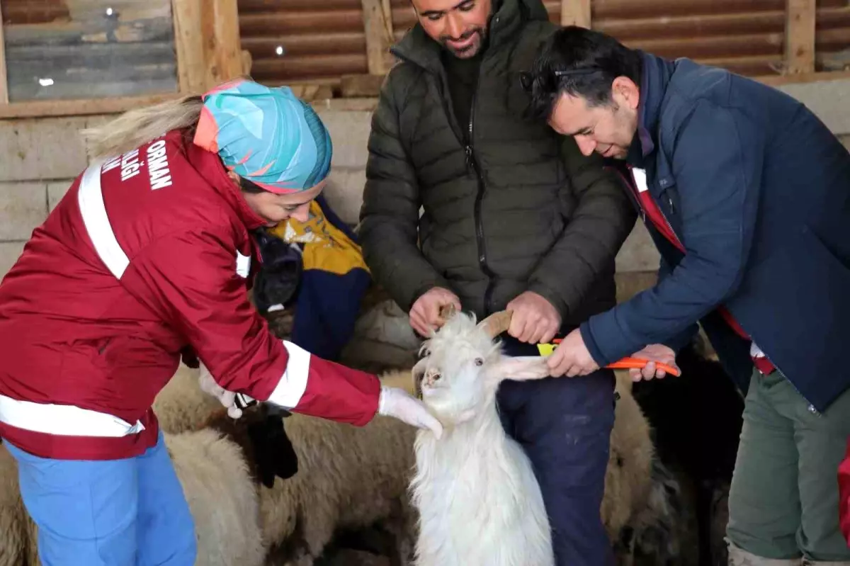 Kış Soğuklarına Rağmen Hayvan Sağlığına Önem