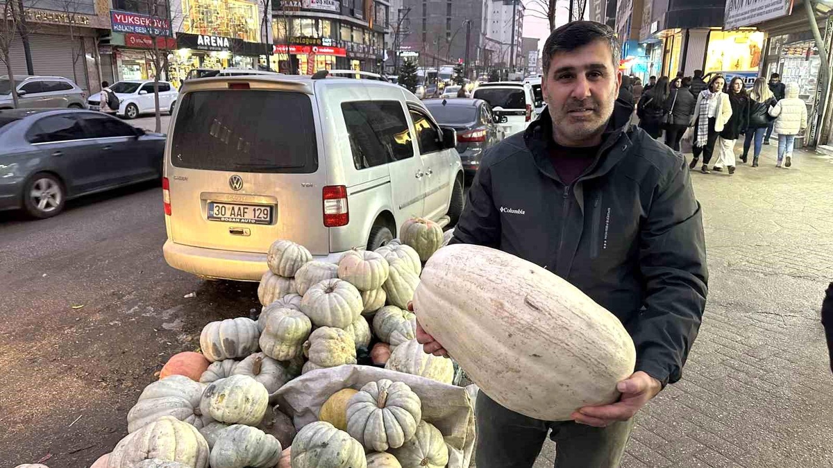 Yüksekova\'da Kışın Vazgeçilmezi: Bal Kabakları