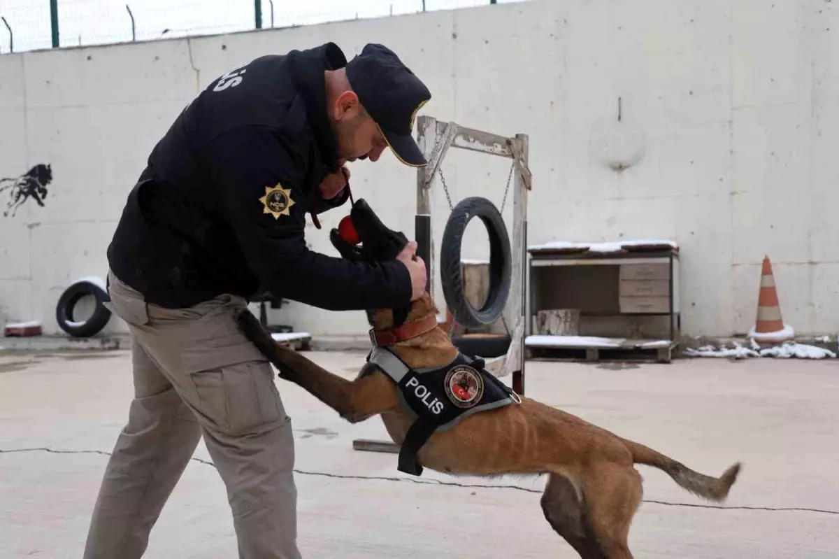 Konya\'nın Narkotik Köpekleri Suçla Mücadelede Aktif Rol Oynuyor