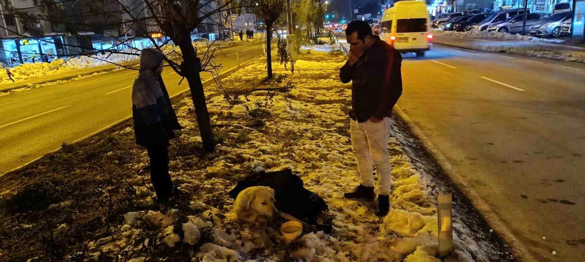Duyarlı Vatandaşın Köpeğe Şefkati
