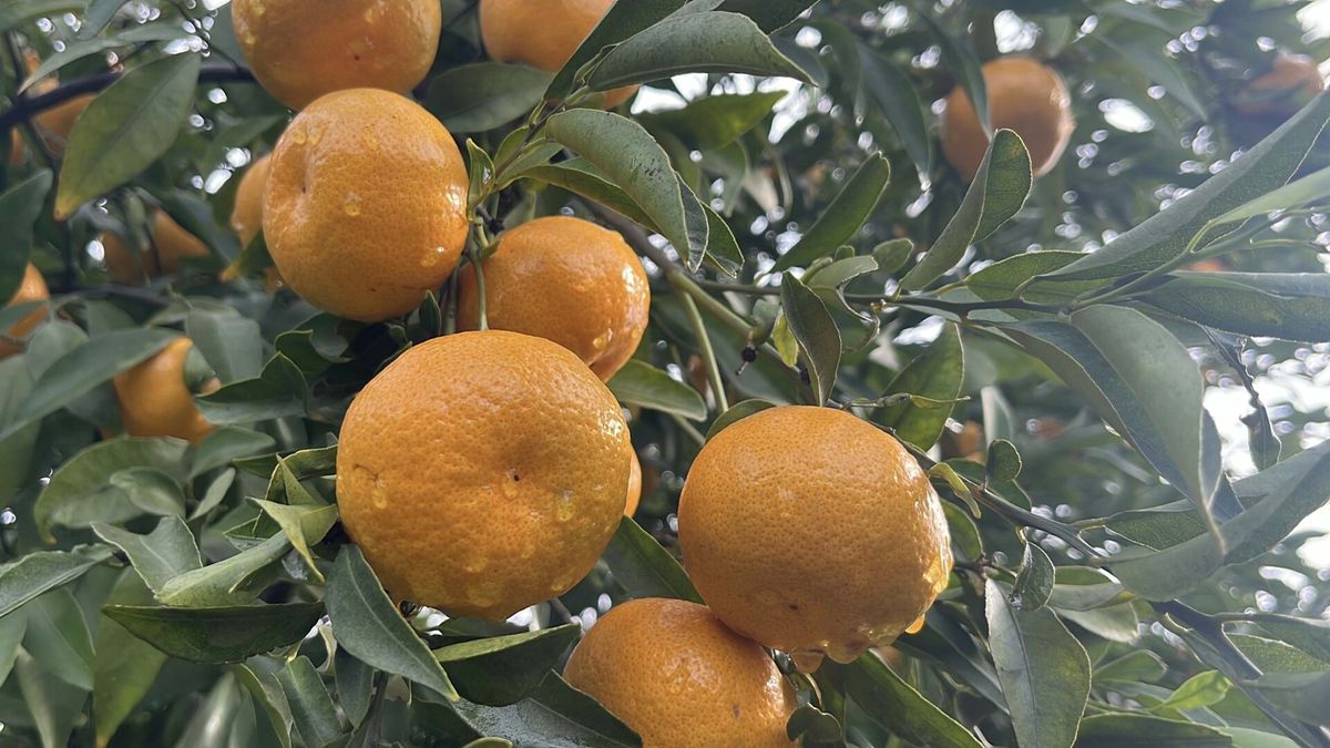 Bodrum Mandalinasının Hasadı Başladı: Rekolte Düşüşü Yaşanıyor