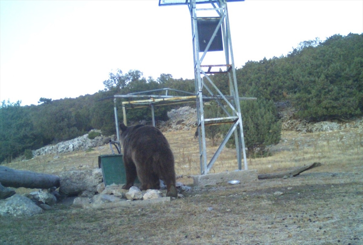 Manisa\'da Ayı Görüntülendi