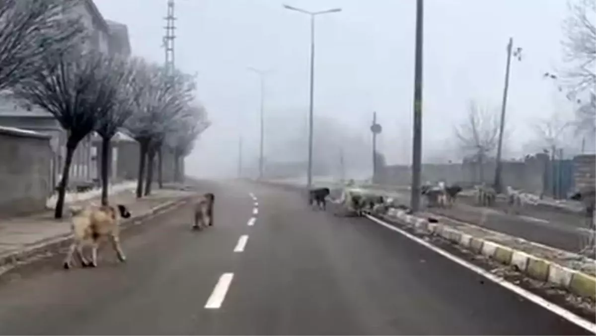 Başınıboş Köpekler Tehdit Oluşturuyor