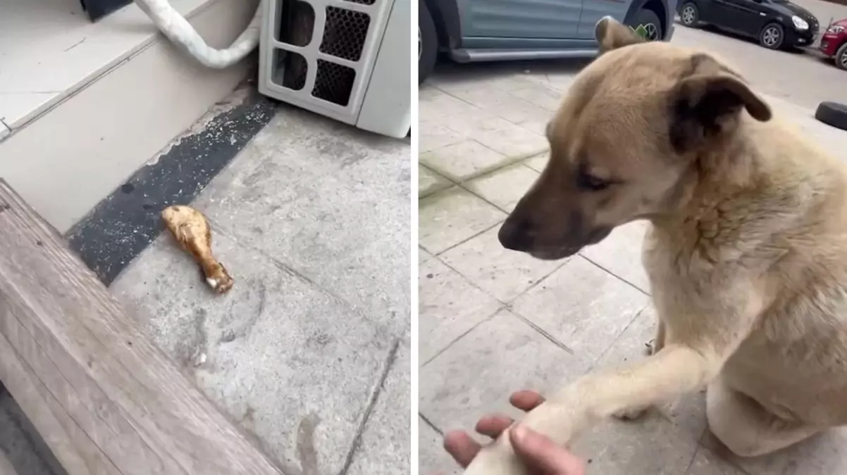 Sokak Köpeği, Kendisini Besleyen Kişiye Tavuk Budu Getirdi