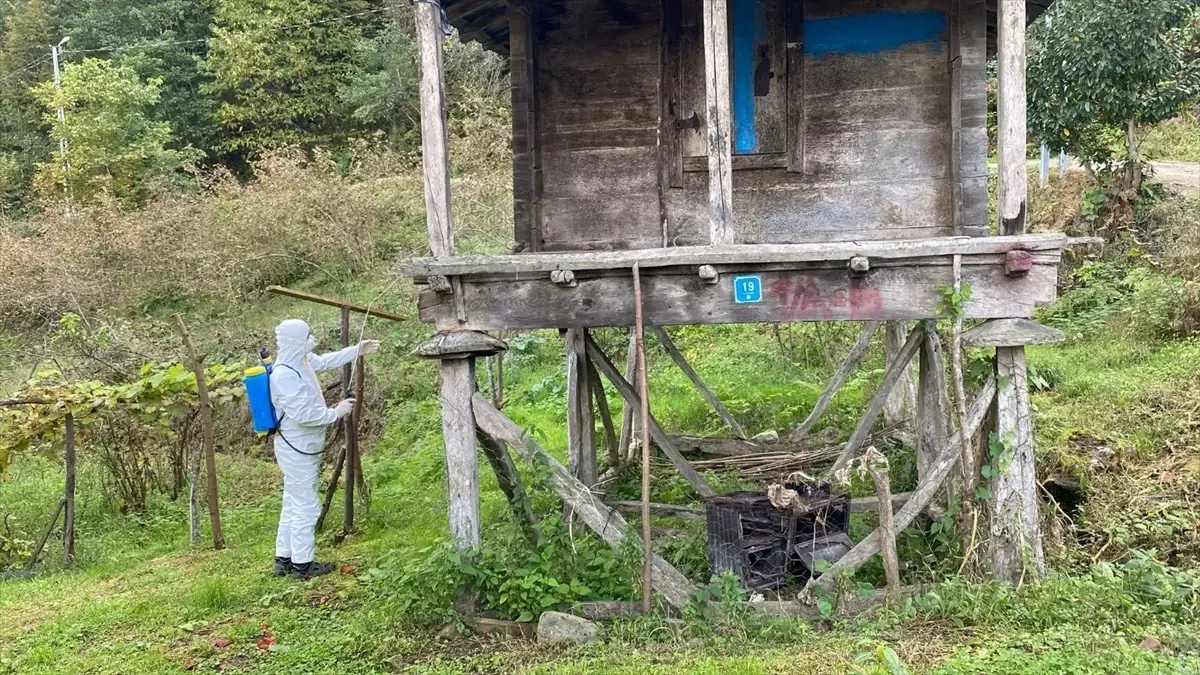 Kahverengi Kokarca ile Mücadele Başlatıldı