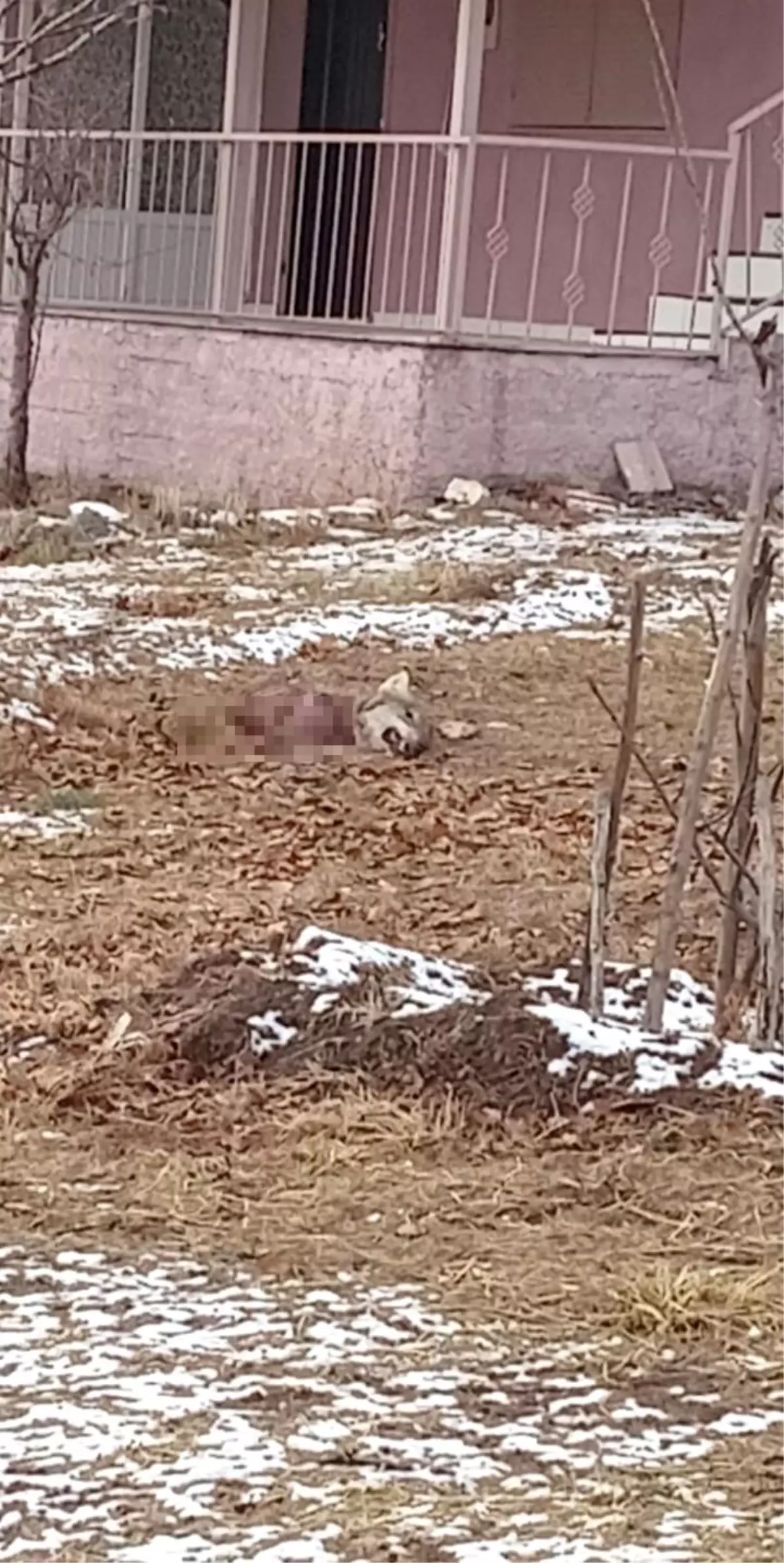 Kurtlar Açlıktan Birbirini Yedi