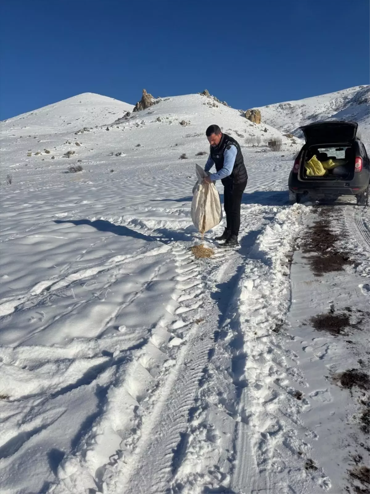 Sivas\'ta Yaban Hayvanlarına Yem Bırakıldı