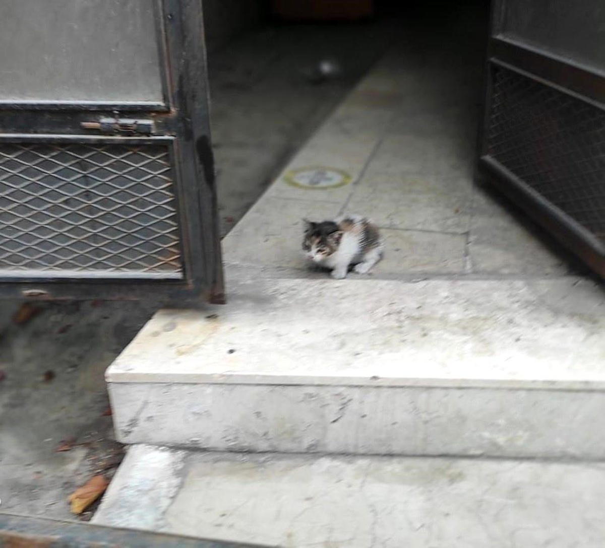 Bilecik\'te Anne Kedi, Yavrusunu Kurtarana Kadar Bekledi