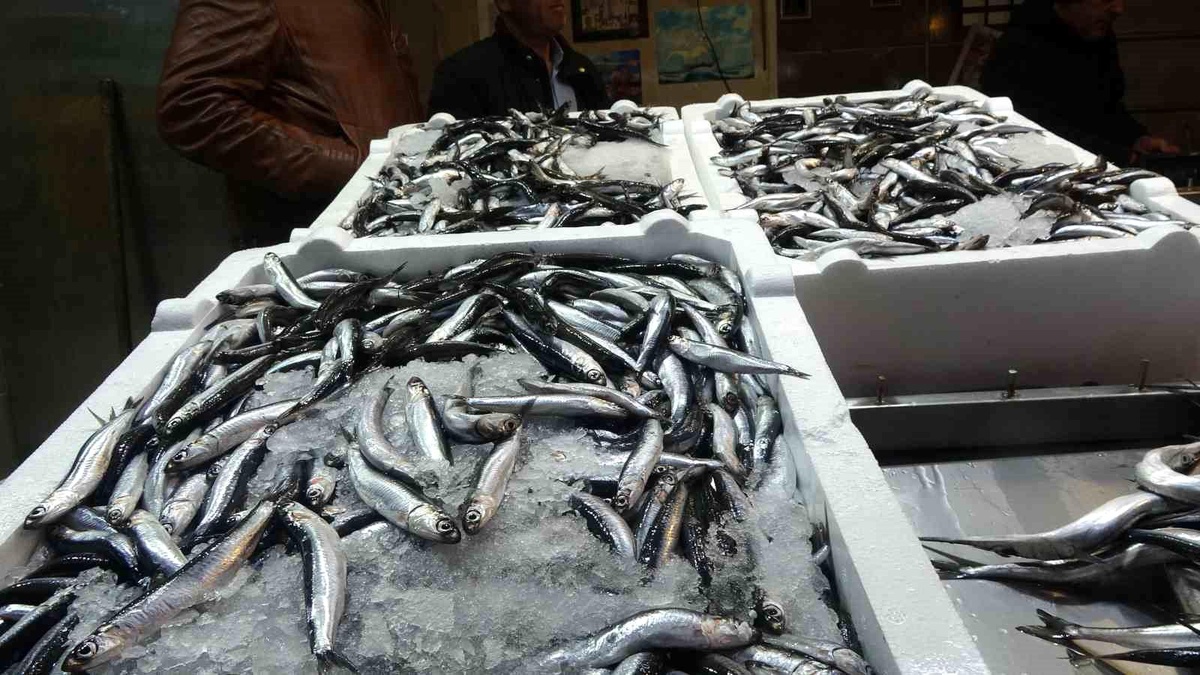 Hamsi Avında Düşük Kota Sorunu
