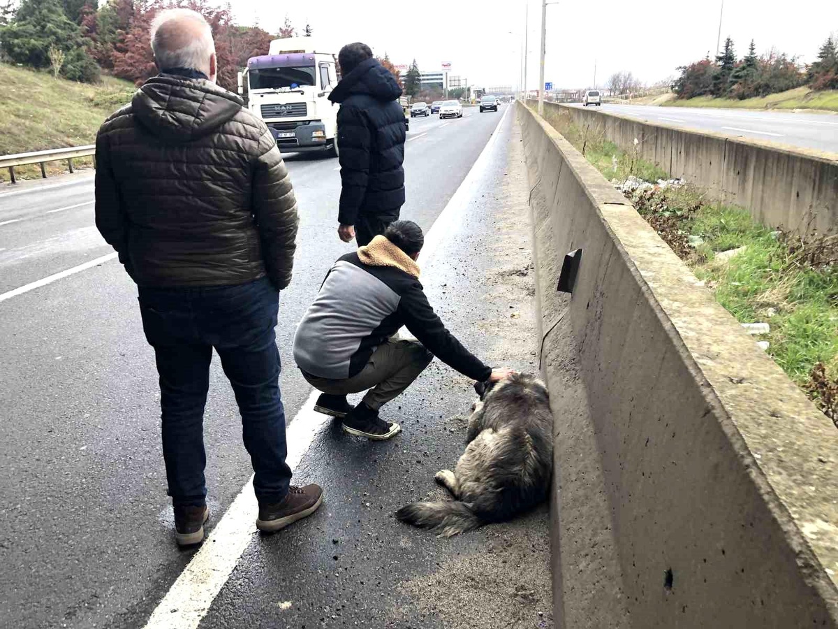 Duyarlı Sürücü Yaralı Köpeği Yalnız Bırakmadı