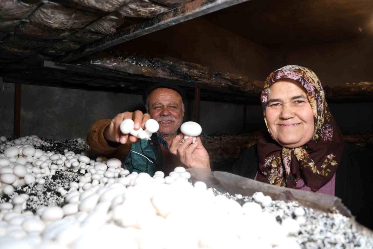 Emekli Kadın Mantar Yetiştiriciliğine Başladı