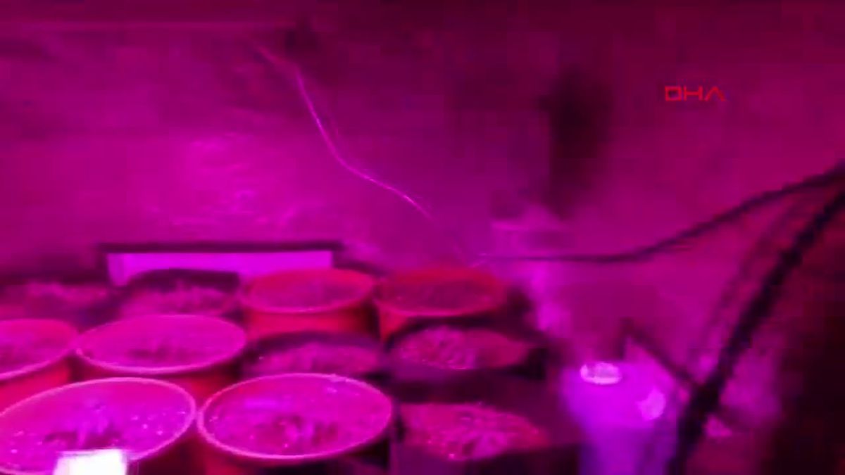 Kuşadası\'nda Uyuşturucu İmalatı: Skunk Yetiştiren Şahıs Yakalandı