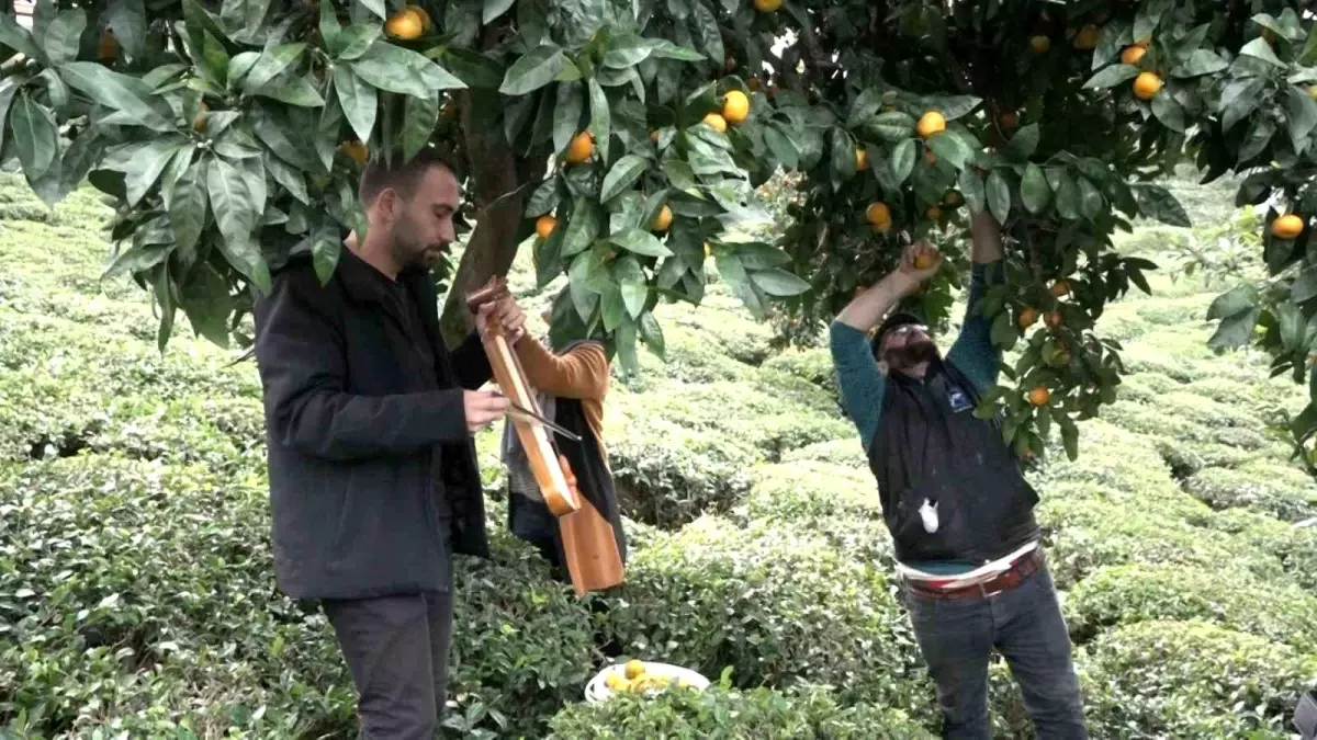 Derepazarı Mandalinasında İlk Hasat